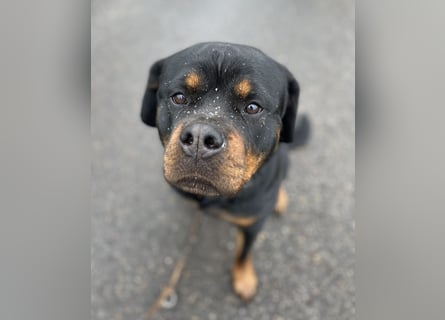 Rottweiler Hündin sucht neues Zuhause