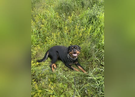 Rottweiler Hündin sucht neues Zuhause