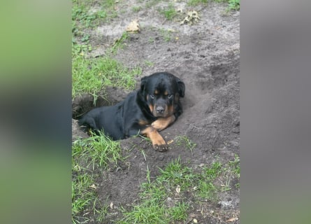 Rottweiler Hündin sucht neues Zuhause