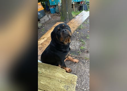 Rottweiler Hündin sucht neues Zuhause