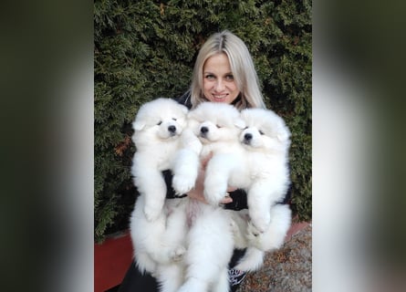 SAMOYED PUPPY/ Samojedenwelpen
