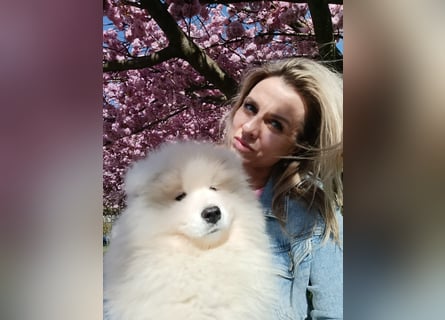 SAMOYED PUPPY/ Samojedenwelpen