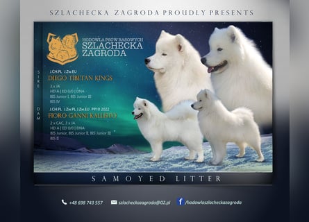 SAMOYED PUPPY/ Samojedenwelpen