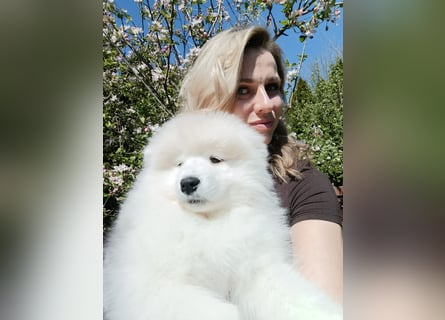 SAMOYED PUPPY/ Samojedenwelpen