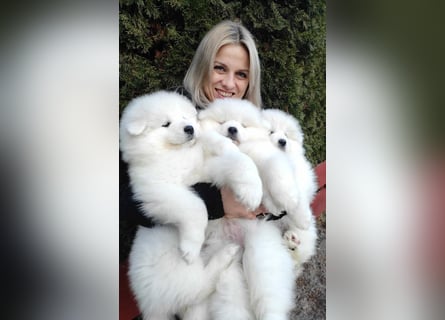 SAMOYED PUPPY/ Samojedenwelpen