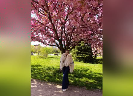 SAMOYED PUPPY/ Samojedenwelpen