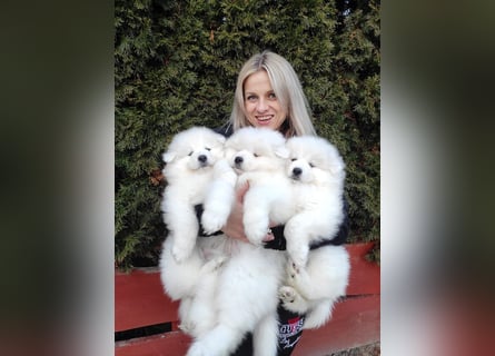 SAMOYED PUPPY/ Samojedenwelpen