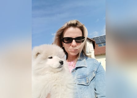 SAMOYED PUPPY/ Samojedenwelpen