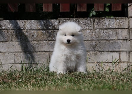 Samojedenrüde mit Herz, Charakter und Herkunft – aus liebevoller FCI-Zucht mit Erfahrung
