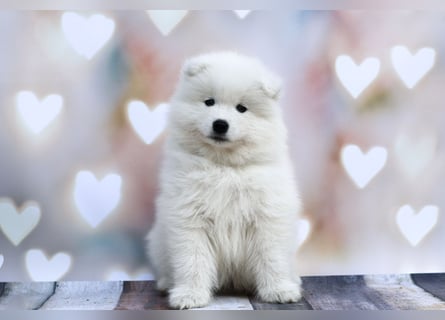 Samojedenrüde mit Herz, Charakter und Herkunft – aus liebevoller FCI-Zucht mit Erfahrung