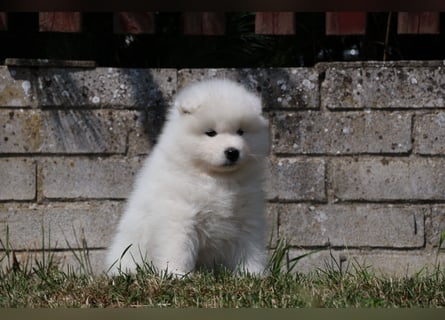 Samojedenrüde mit Herz, Charakter und Herkunft – aus liebevoller FCI-Zucht mit Erfahrung