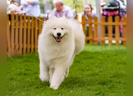 Samojedenrüde mit Herz, Charakter und Herkunft – aus liebevoller FCI-Zucht mit Erfahrung
