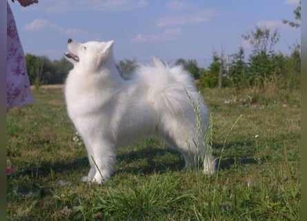 Samojedenrüde mit Herz, Charakter und Herkunft – aus liebevoller FCI-Zucht mit Erfahrung