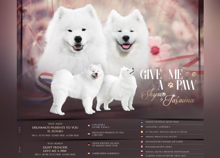 Samojedenrüde mit Herz, Charakter und Herkunft – aus liebevoller FCI-Zucht mit Erfahrung