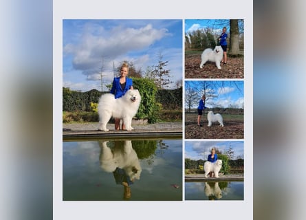 Samojedenrüde mit Herz, Charakter und Herkunft – aus liebevoller FCI-Zucht mit Erfahrung