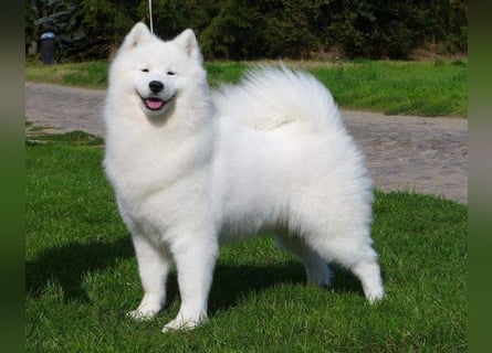 Samojedenrüde mit Herz, Charakter und Herkunft – aus liebevoller FCI-Zucht mit Erfahrung