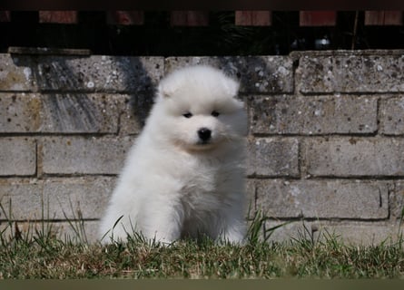 Samojedenrüde mit Herz, Charakter und Herkunft – aus liebevoller FCI-Zucht mit Erfahrung