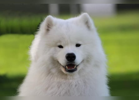Samojedenrüde mit Herz, Charakter und Herkunft – aus liebevoller FCI-Zucht mit Erfahrung