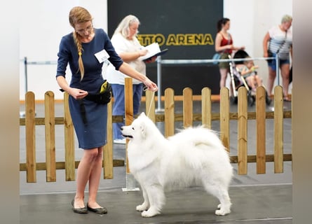 Samojedenrüde mit Herz, Charakter und Herkunft – aus liebevoller FCI-Zucht mit Erfahrung