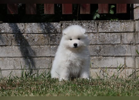 Samojedenrüde mit Herz, Charakter und Herkunft – aus liebevoller FCI-Zucht mit Erfahrung