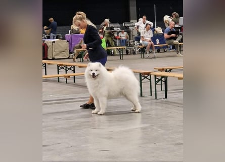 Samojedenrüde mit Herz, Charakter und Herkunft – aus liebevoller FCI-Zucht mit Erfahrung