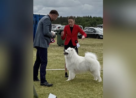 Reinrassiger FCI-registrierter Samojeden-Welpe