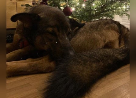 Schäfi-Mix ♥Nelli♥ wartet in 25474 Bönningstedt Schäfi-Mix ♥Nelli♥ wartet in 25474 Bönningstedt