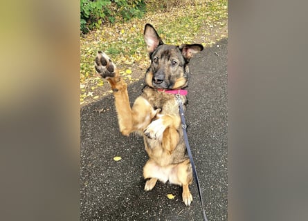 Schäfi-Mix ♥Nelli♥ wartet in 25474 Bönningstedt Schäfi-Mix ♥Nelli♥ wartet in 25474 Bönningstedt