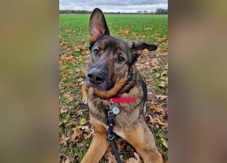 Schäfi-Mix ♥Nelli♥ wartet in 25474 Bönningstedt Schäfi-Mix ♥Nelli♥ wartet in 25474 Bönningstedt