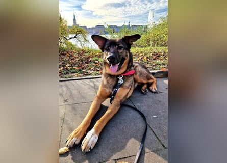 Schäfi-HSH-Mix ♥Nelli♥ wartet in 25474 Bönningstedt