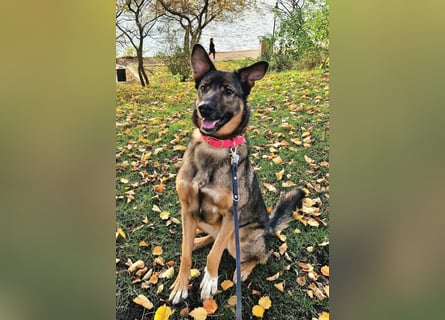 Schäfi-HSH-Mix ♥Nelli♥ wartet in 25474 Bönningstedt