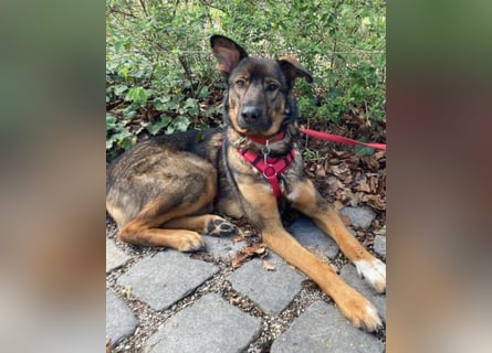 Schäfi-Mix ♥Nelli♥ wartet in 25474 Bönningstedt Schäfi-Mix ♥Nelli♥ wartet in 25474 Bönningstedt