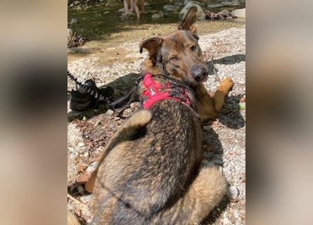 Schäfi-Mix ♥Nelli♥ wartet in 25474 Bönningstedt Schäfi-Mix ♥Nelli♥ wartet in 25474 Bönningstedt