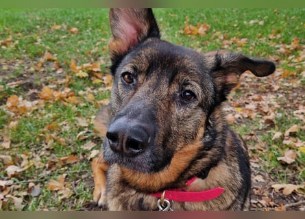 Schäfi-Mix ♥Nelli♥ wartet in 25474 Bönningstedt Schäfi-Mix ♥Nelli♥ wartet in 25474 Bönningstedt