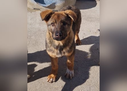 Schäfi-Mix ♥Nelli♥ wartet in 25474 Bönningstedt Schäfi-Mix ♥Nelli♥ wartet in 25474 Bönningstedt