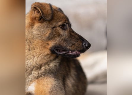 Schäfi-Mix ♥Nelli♥ wartet in 25474 Bönningstedt Schäfi-Mix ♥Nelli♥ wartet in 25474 Bönningstedt