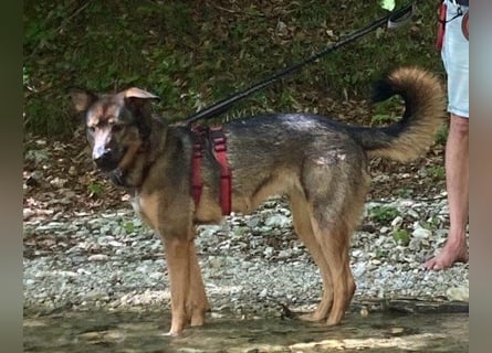 Schäfi-Mix ♥Nelli♥ wartet in 25474 Bönningstedt Schäfi-Mix ♥Nelli♥ wartet in 25474 Bönningstedt