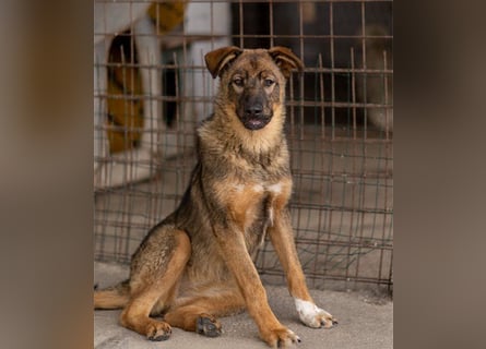 Schäfi-Mix ♥Nelli♥ wartet in 25474 Bönningstedt Schäfi-Mix ♥Nelli♥ wartet in 25474 Bönningstedt