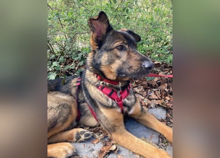 Schäfi-Mix ♥Nelli♥ wartet in 25474 Bönningstedt Schäfi-Mix ♥Nelli♥ wartet in 25474 Bönningstedt