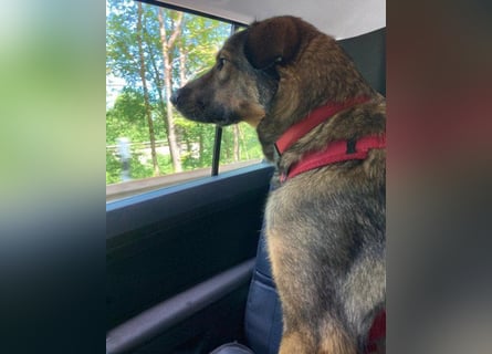 Schäfi-Mix ♥Nelli♥ wartet in 25474 Bönningstedt Schäfi-Mix ♥Nelli♥ wartet in 25474 Bönningstedt