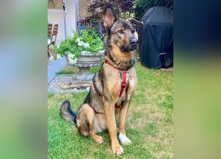 Schäfi-Mix ♥Nelli♥ wartet in 25474 Bönningstedt Schäfi-Mix ♥Nelli♥ wartet in 25474 Bönningstedt