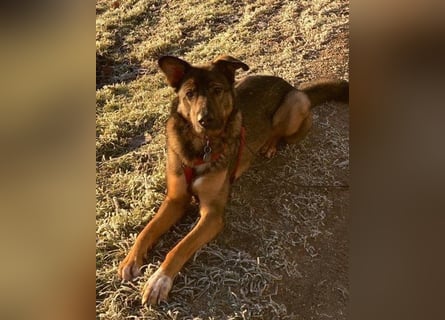 Schäfi-Mix ♥Nelli♥ wartet in 25474 Bönningstedt Schäfi-Mix ♥Nelli♥ wartet in 25474 Bönningstedt