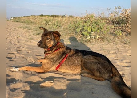 Schäfi-Mix ♥Nelli♥ wartet in 25474 Bönningstedt Schäfi-Mix ♥Nelli♥ wartet in 25474 Bönningstedt