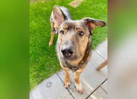 Schäfi-Mix ♥Nelli♥ wartet in 25474 Bönningstedt Schäfi-Mix ♥Nelli♥ wartet in 25474 Bönningstedt