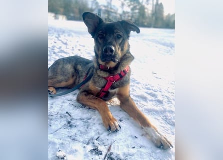 Schäfi-Mix ♥Nelli♥ wartet in 25474 Bönningstedt Schäfi-Mix ♥Nelli♥ wartet in 25474 Bönningstedt