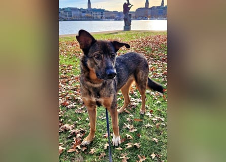 Schäfi-HSH-Mix ♥Nelli♥ wartet in 25474 Bönningstedt