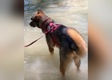 Schäfi-Mix ♥Nelli♥ wartet in 25474 Bönningstedt Schäfi-Mix ♥Nelli♥ wartet in 25474 Bönningstedt