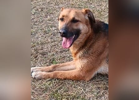 Bella, Hündin, absolut lieb und verschmust