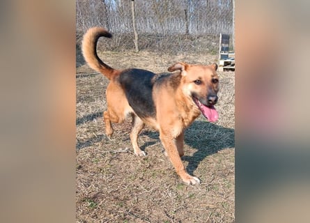 Bella, Hündin, absolut lieb und verschmust