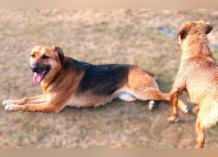 Bella, Hündin, absolut lieb und verschmust